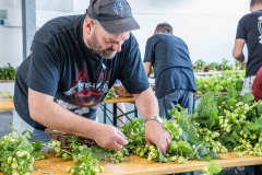 2025_Hopfenzupfen_057