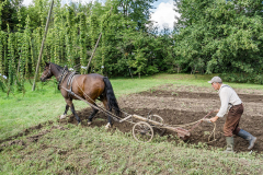 2025_Hopfenzupfen_081