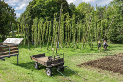 2025_Hopfenzupfen_105