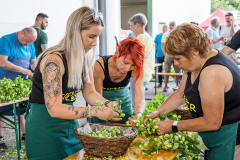 2025_Hopfenzupfen_172